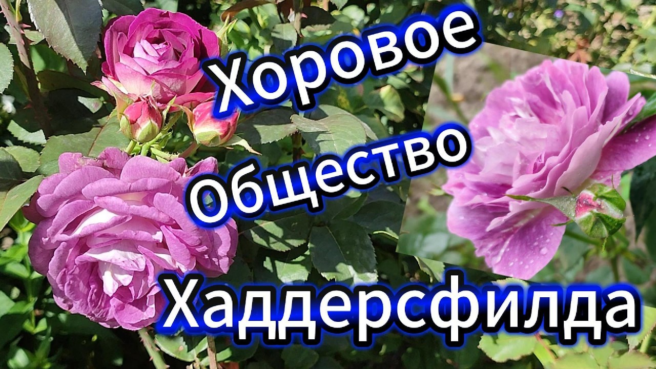 Праздничный  Серпантин  !