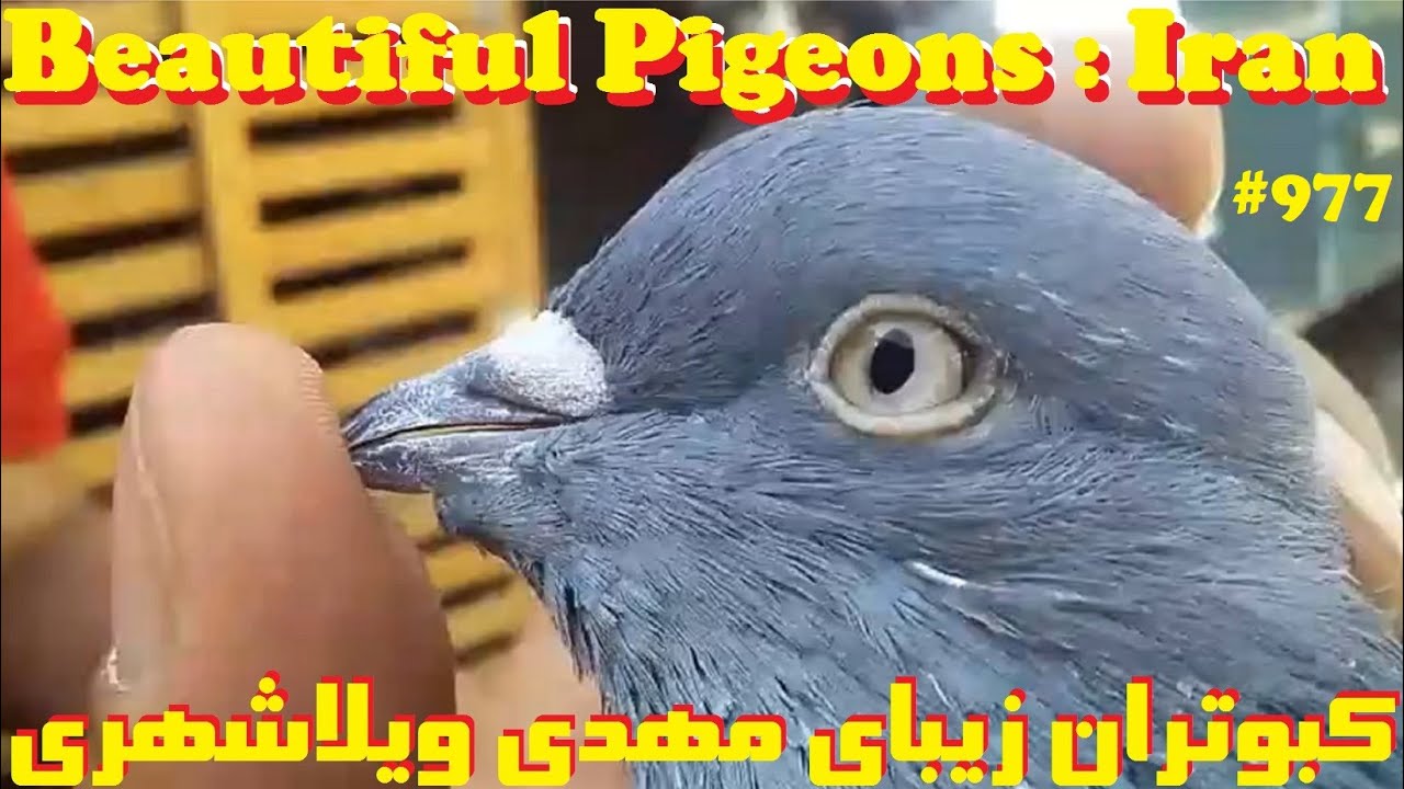 گزارش زیبای آقای خادمی از بام کبوتران کبوتردار معلقی صداکن اصفهان IRAN, ISFAHANI OLD TUMBLER PIGEONS