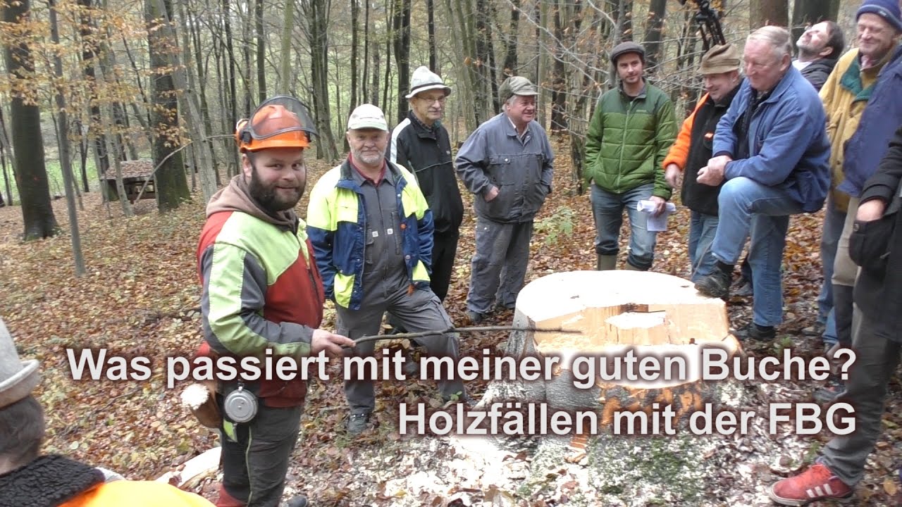 Unsere Buche wird gefällt von der Forstbetriebsgemeinschaft Nürnberger Land