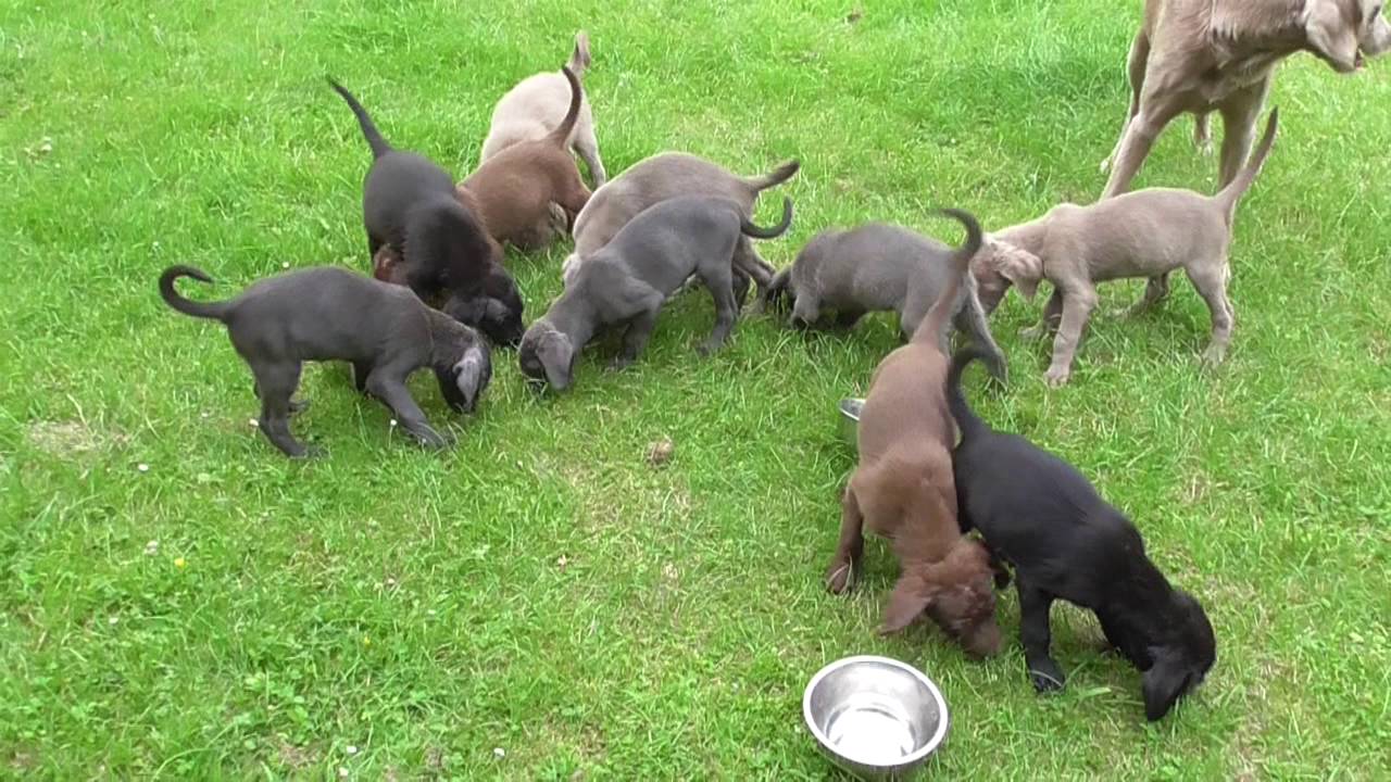 Weimaraner Welpen F&uuml;tterung und Spielen  - puppies play & meal