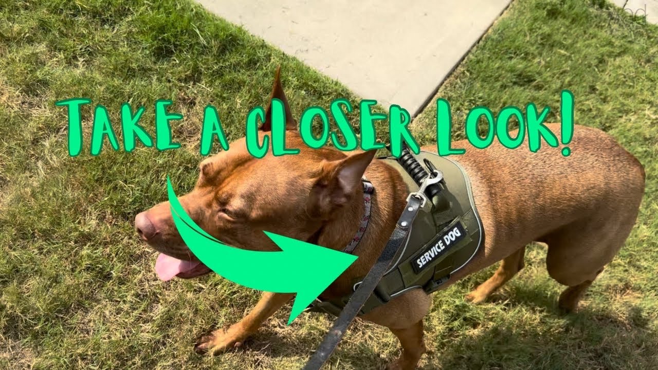 Tactical Dog Harness,No Pull Pet Harness Medium Large Dogs, Adjustable Dog Vest Harness | Review