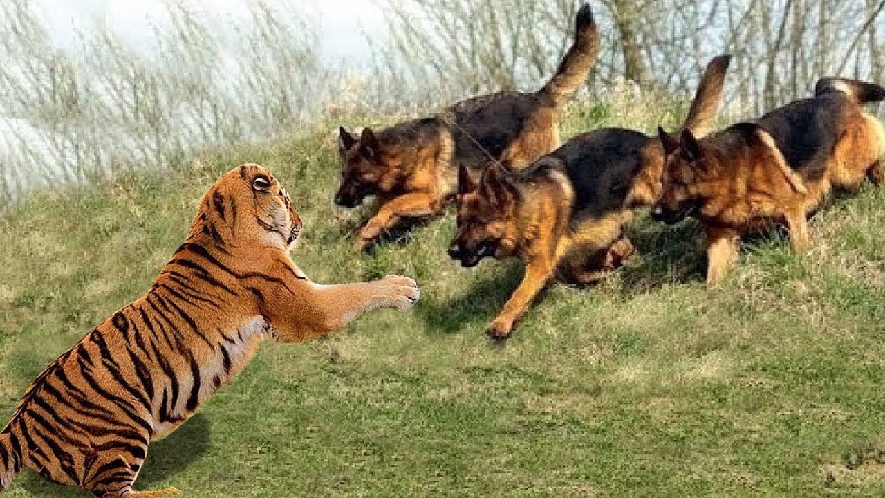 Top 5 Most Fearless Dog Breeds in the World