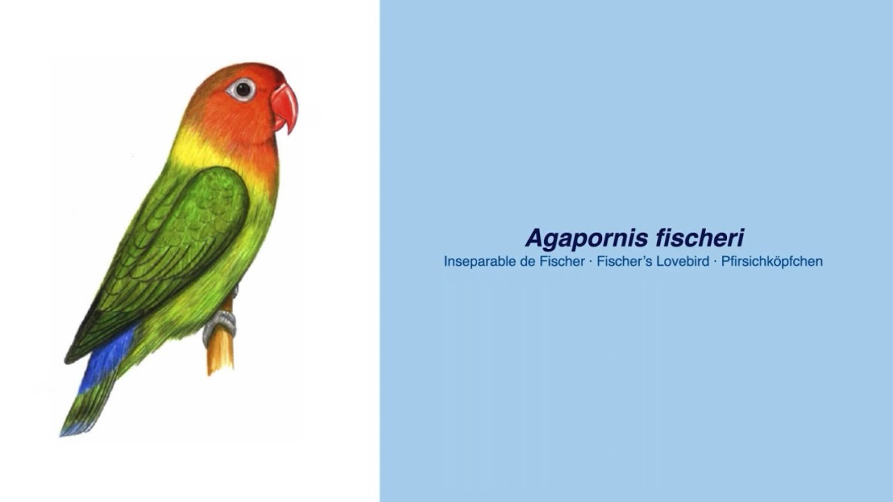 Video Encyclopedia of Parrot Species - #157 Agapornis fischeri