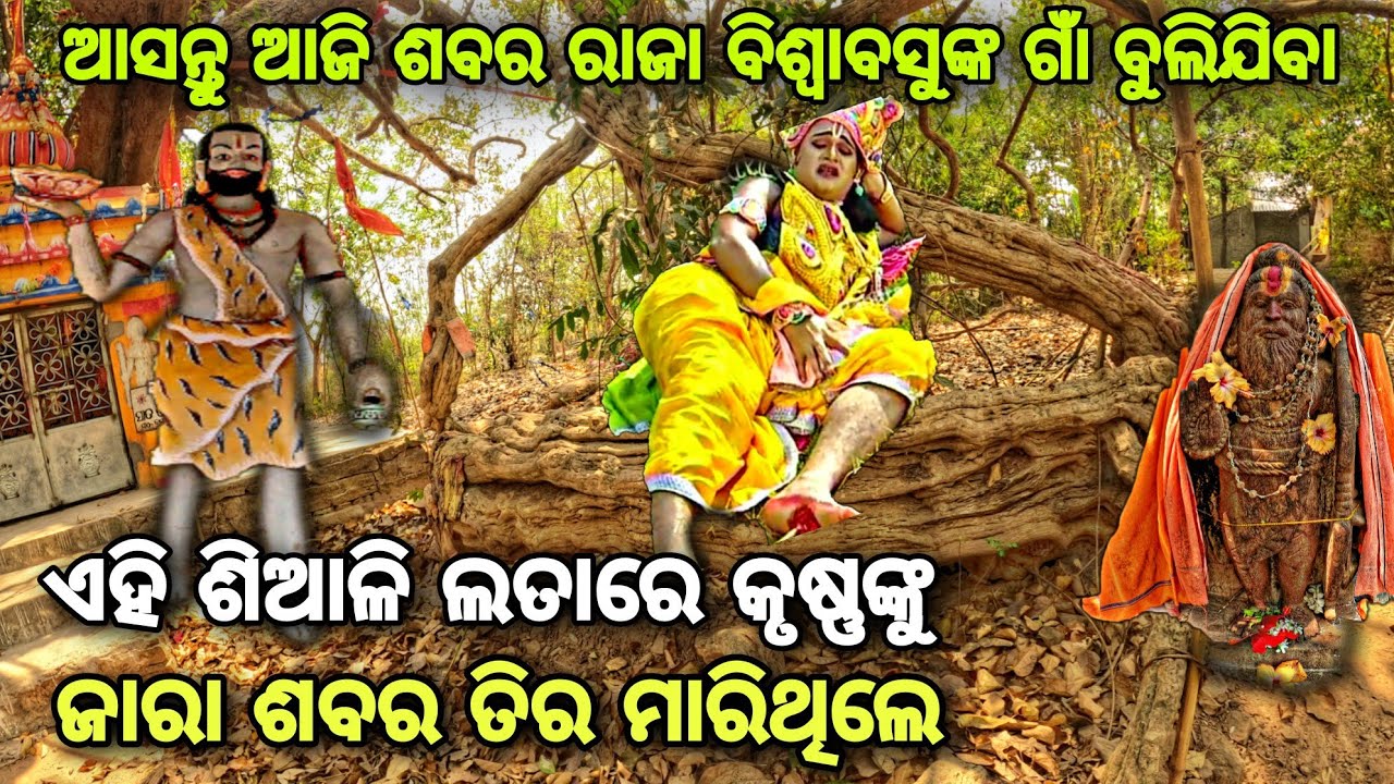ଆସନ୍ତୁ ଆଜି ଶବର ରାଜା ବିଶ୍ଵାବସୁ ଗାଁ ବୁଲି ଯିବା //  ଏହି ଶିଆଳି ଲତାରେ ଜାରା ଶବର କୃଷ୍ଣଙ୍କୁ ତିର ମାରିଥିଲେ || 