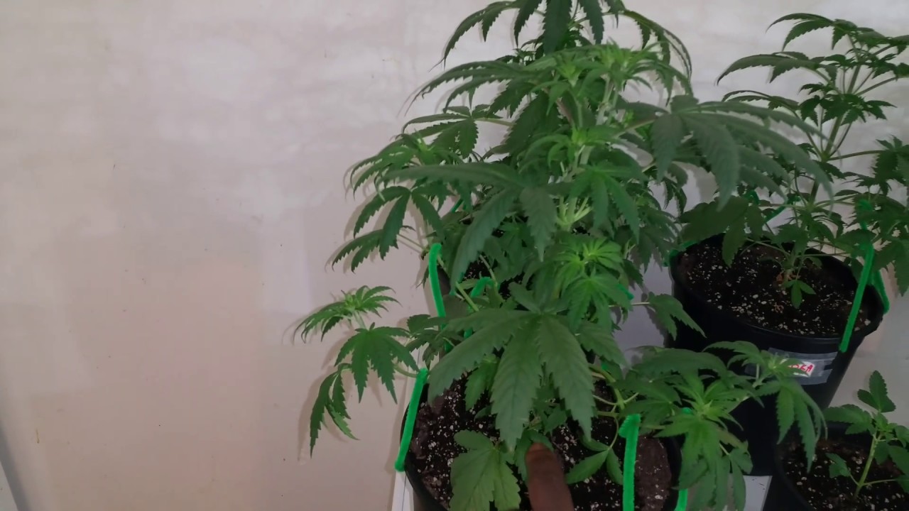 Crop King seeds California OG Kush Haze 4 weeks old veg