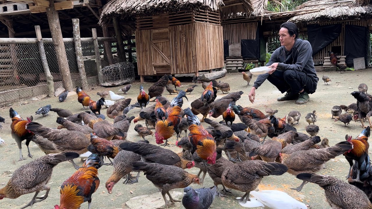 Wild chickens grow quickly, harvesting chayote to sell and growing cassava, vang hoa