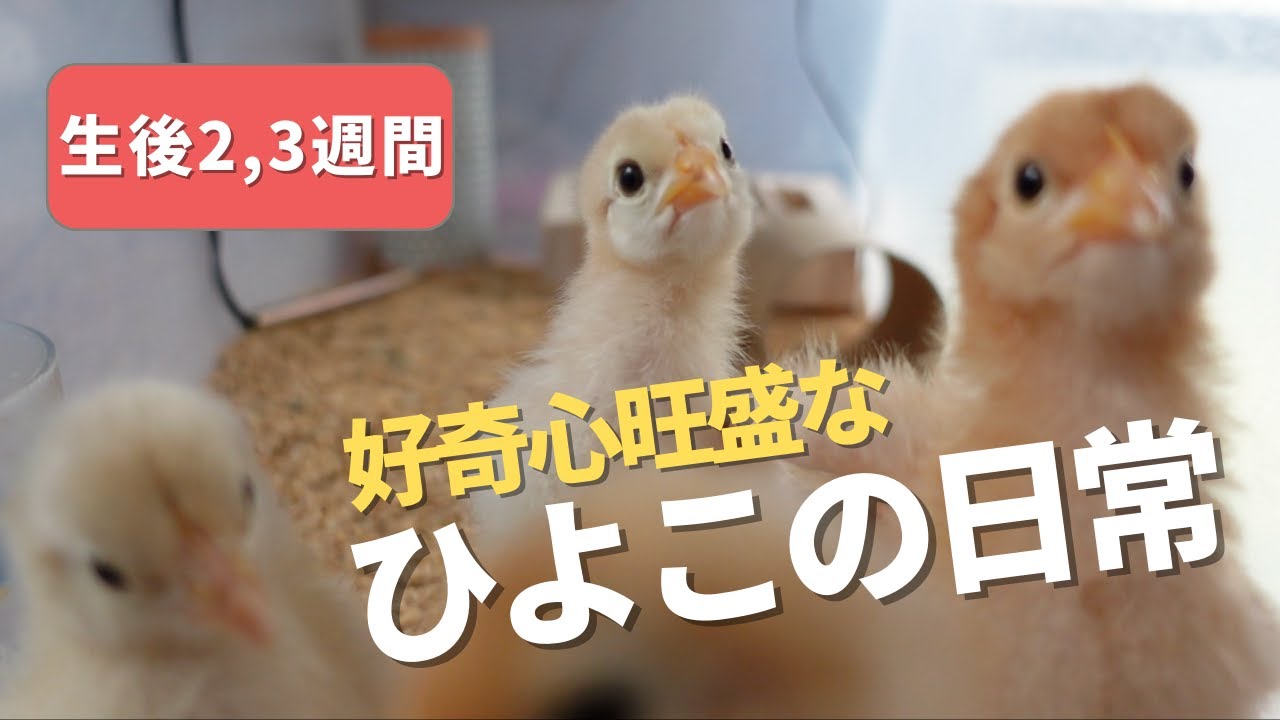 【ひよこの成長】生後２，３週間、好奇心旺盛なひよこたち