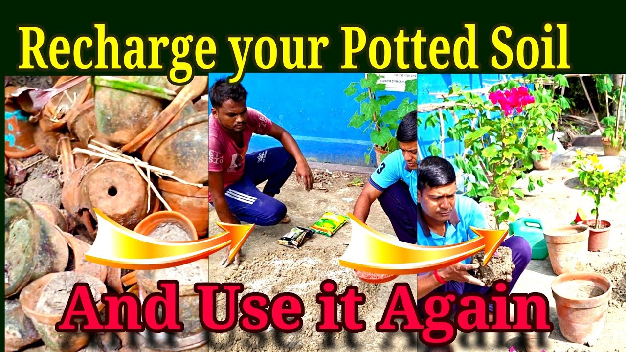 Recharge Your Old Soil to Make it a New. How to Reuse Old Potted Soil.