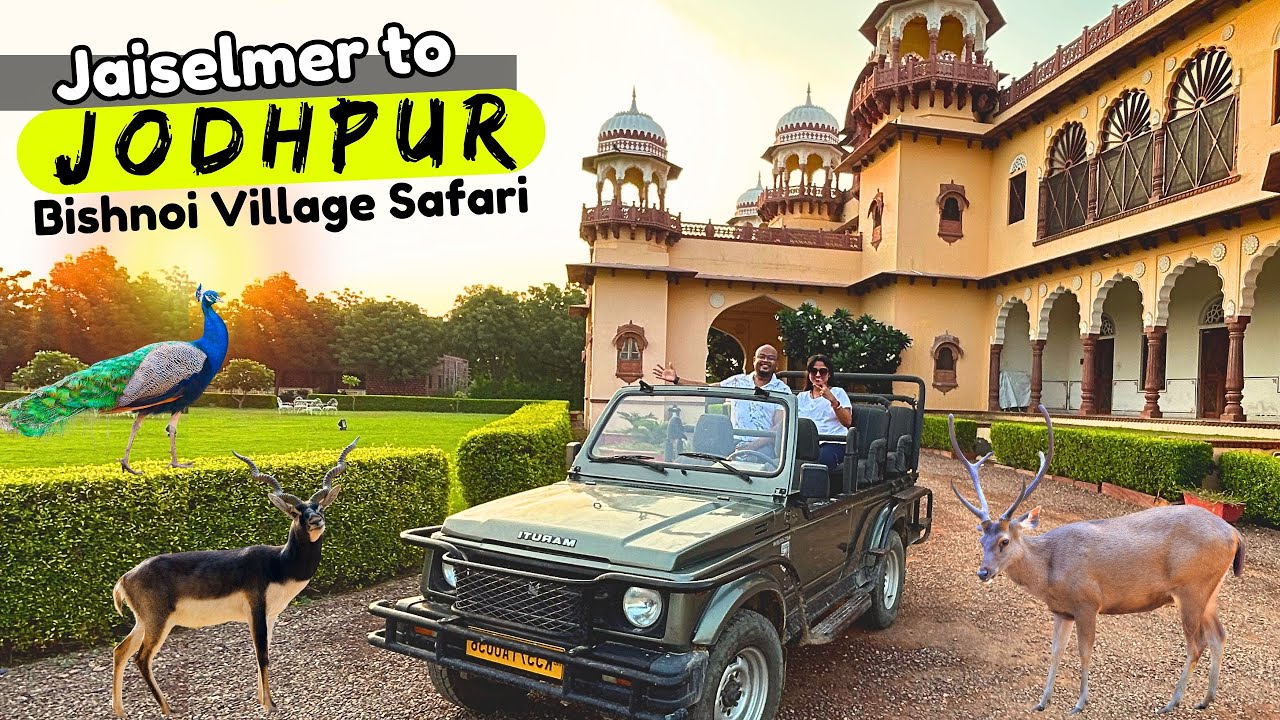 Bishnoi Village Safari Jodhpur | We saw many wild animals here | Jaiselmer to Jodhpur by Road