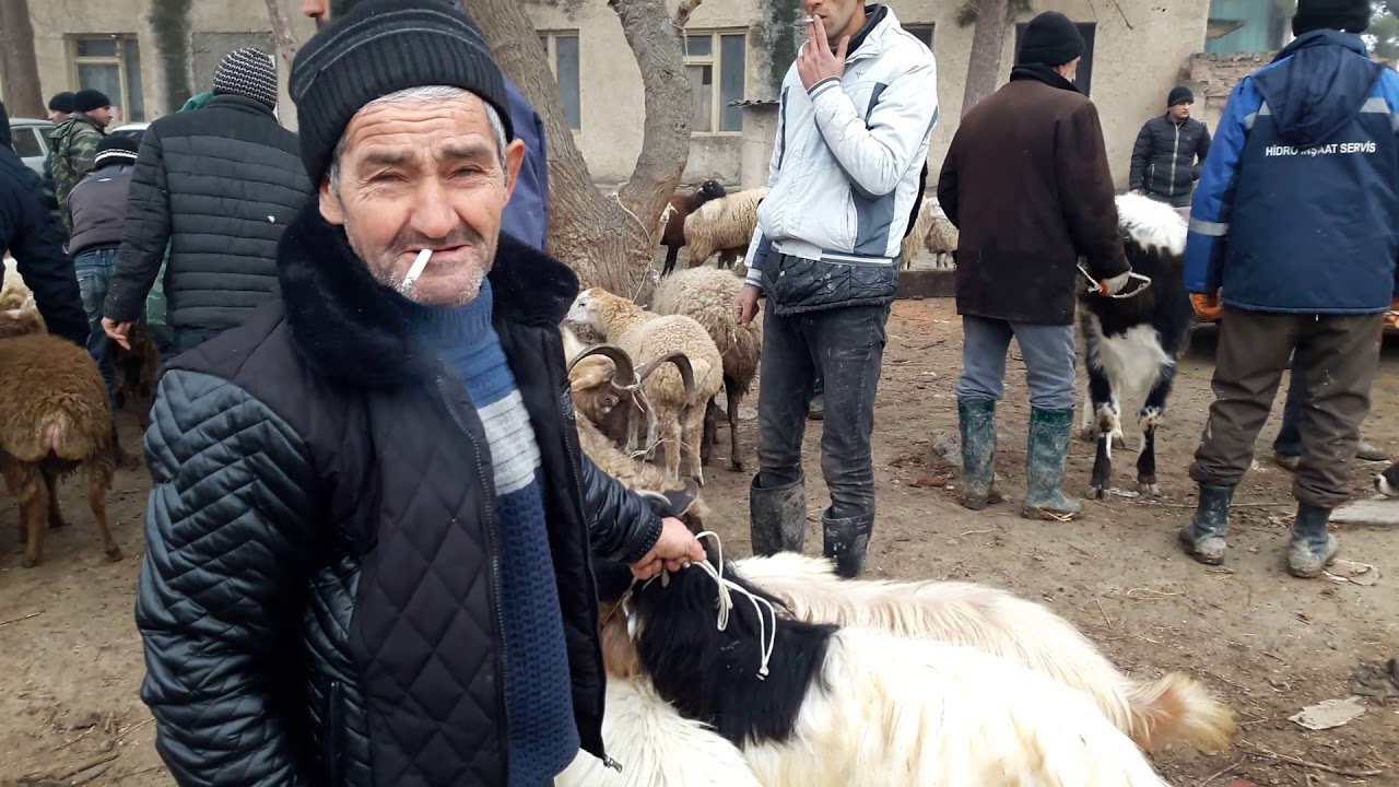 Salyan heyvan bazarı.🐂🐏🐄15.01.2020🐐🐮YENİ..ardı var.🇦🇿☎️055 336 50 72 Fərid.