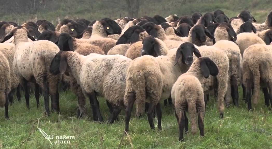 Uzgoj ovaca Dolovackog becara   U nasem ataru 562