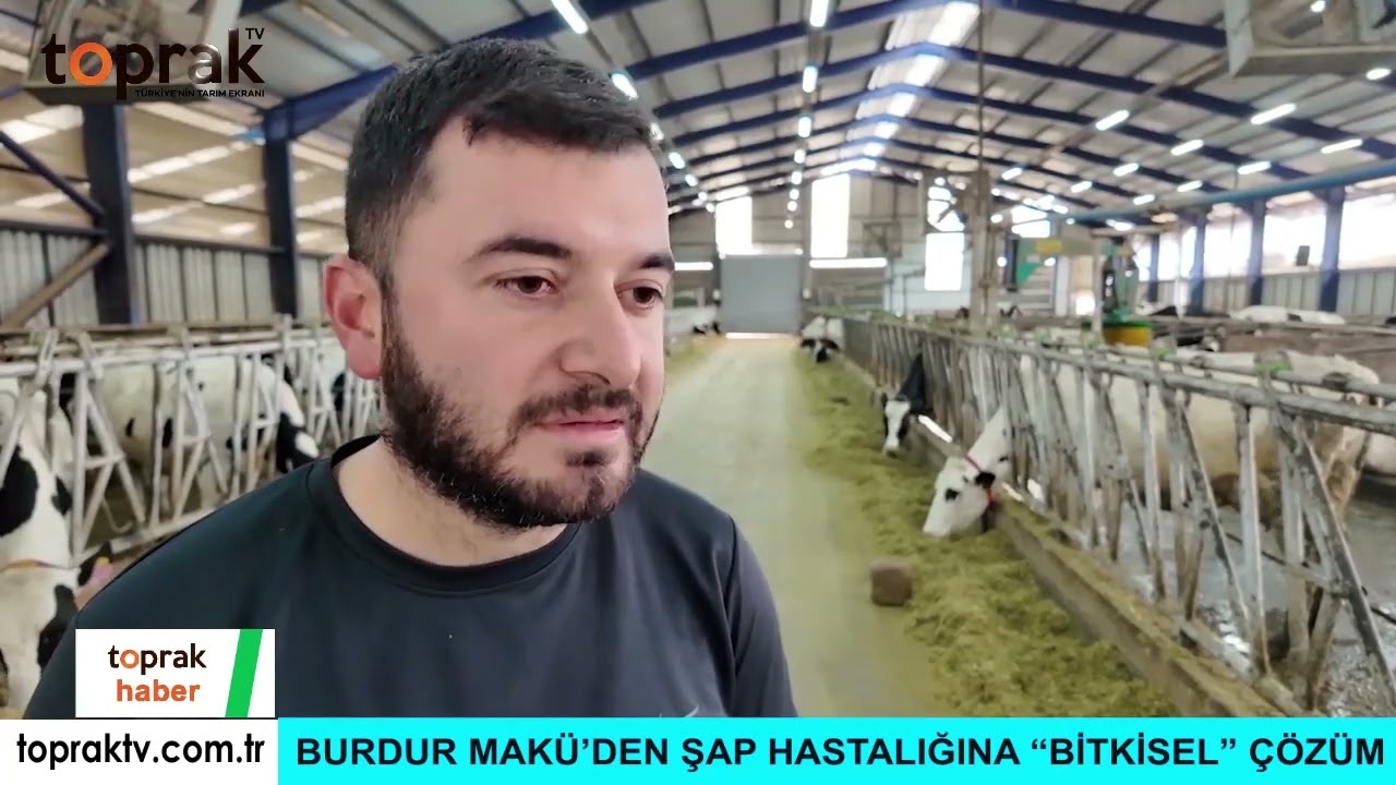 ŞAP HASTALIĞINDA DEVRİM! 15 Dakikada Yem Yemeye Başlatan Yerli Mucize 