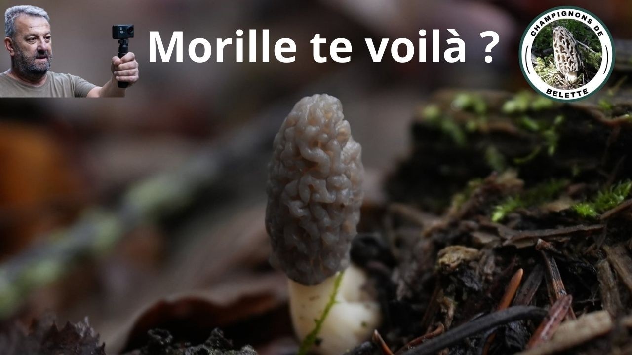 𝗠𝗢𝗥𝗜𝗟𝗟𝗘𝗦 𝗧𝗘 𝗩𝗢𝗜𝗟À ?? 𝟭𝟰 𝟬𝟮 𝟮𝟬𝟮𝟲 🌲🍄🌲#foret #mushroom #champignons #fungi