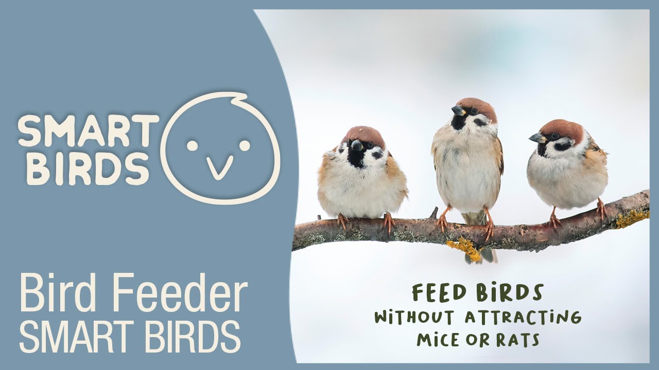 SMART BIRDS BIRD FEEDER by SWISSINNO