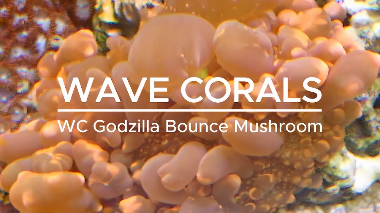 Amazing Godzilla Bounce Mushroom