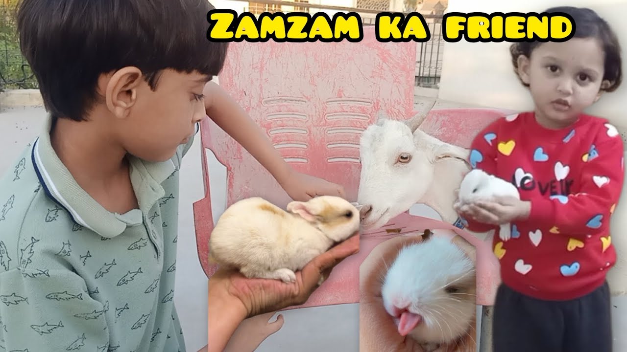 Zam zam ka aek or dost aagaya | welcome to our pet house 🏠🏡😍😍