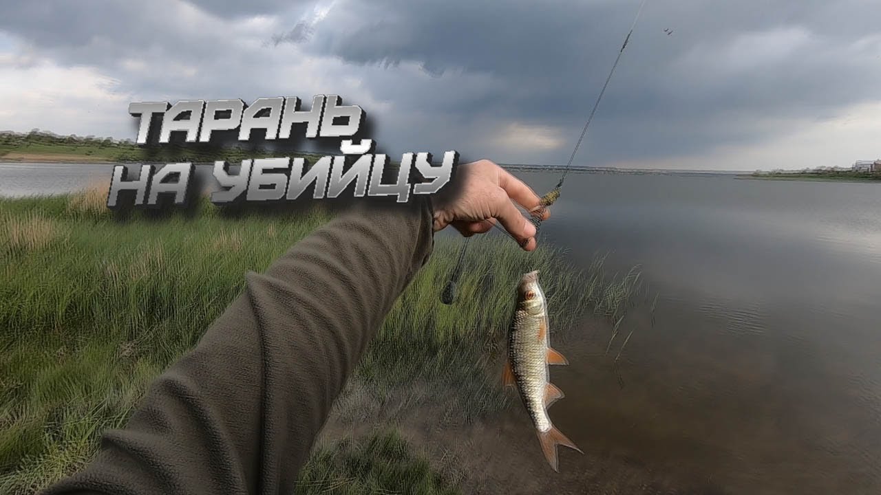 ТАРАНЬ на убийцу карася ПЕТРОВО -СОЛОНИХА