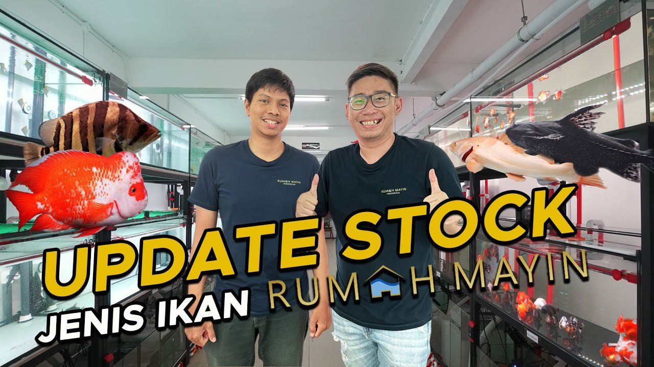 BANYAK PILIHAN JENIS IKAN NIH YANG SIAP  MENGISI TANK DI RUMAH KAMU ‼
