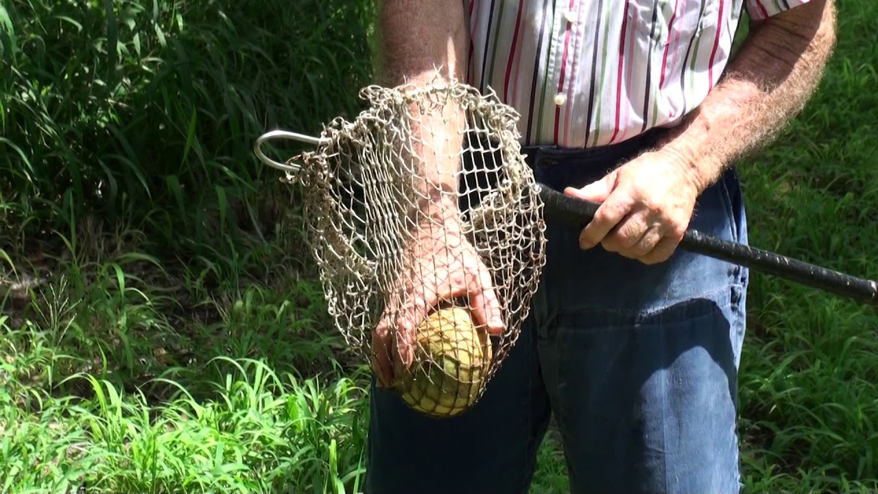 Mango Picker
