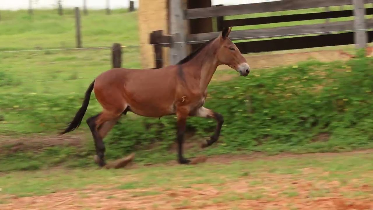 Lote 15   Bugre da Camapuã