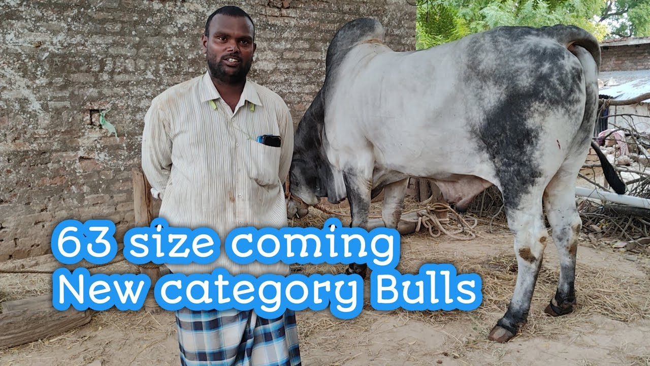 VSR nandi breeding Bull centre || వల్లాల వెంకట సూర్య యాదవ్ సుబ్రహ్మణ్యం యాదవ్ గారి గిత్తలు