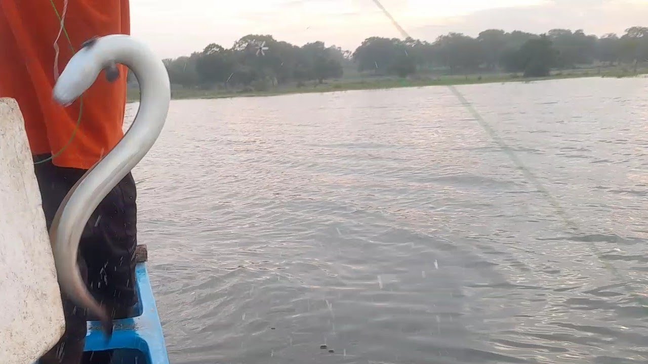 විශාල ආදෝ ඇල්ලීම !!!!! Big Eel Fishing Catching !! Sri Lanka Lake Fishing !! 🇱🇰 Fishing With Suresh