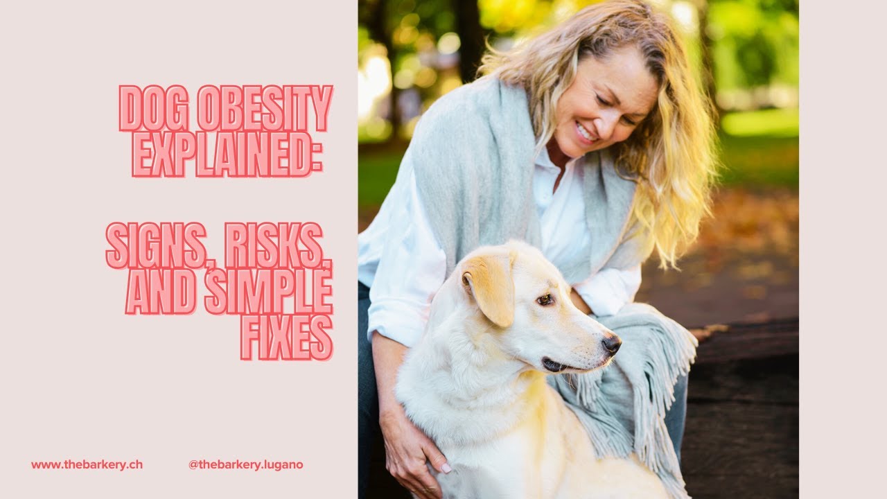 Dog Obesity Explained: Health Risks & Simple Weight Loss Tips