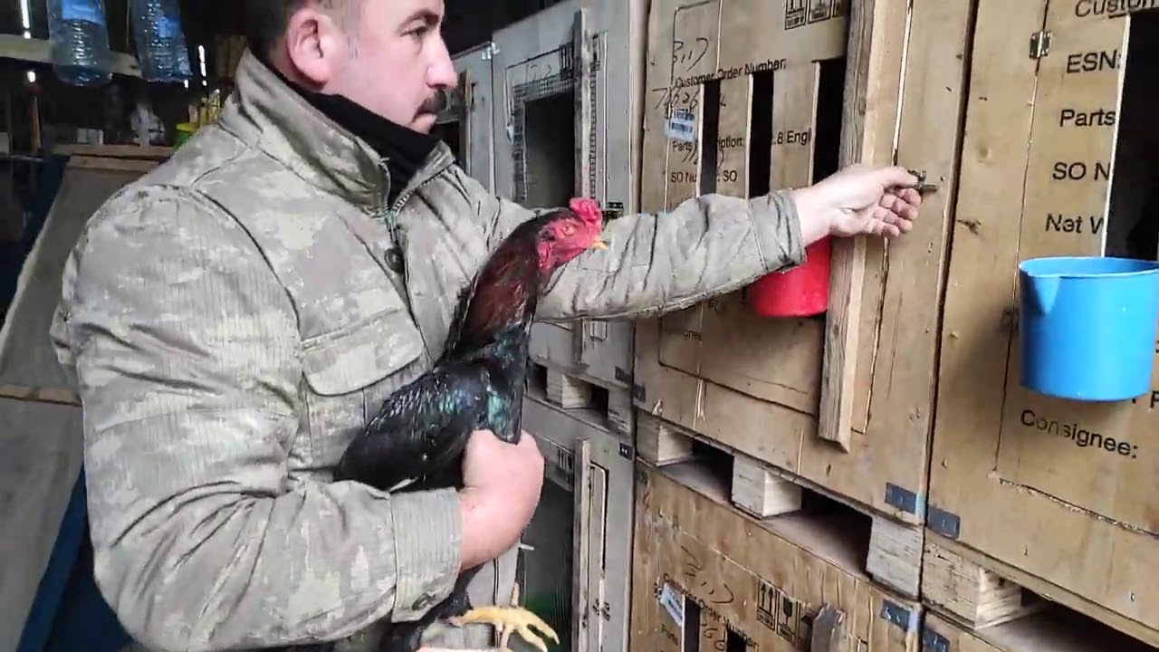 /// HİNT HOROZU KÜMESLERİ EN UCUZA NASIL MÂL ETTİK İZLEYİN ///