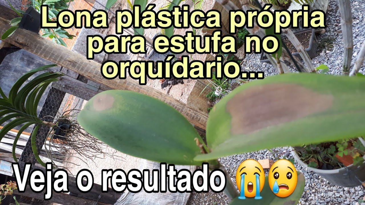 Atualizando minhas orquídeas depois que cobri o orquidario com lona plástica transparente. 😥😥