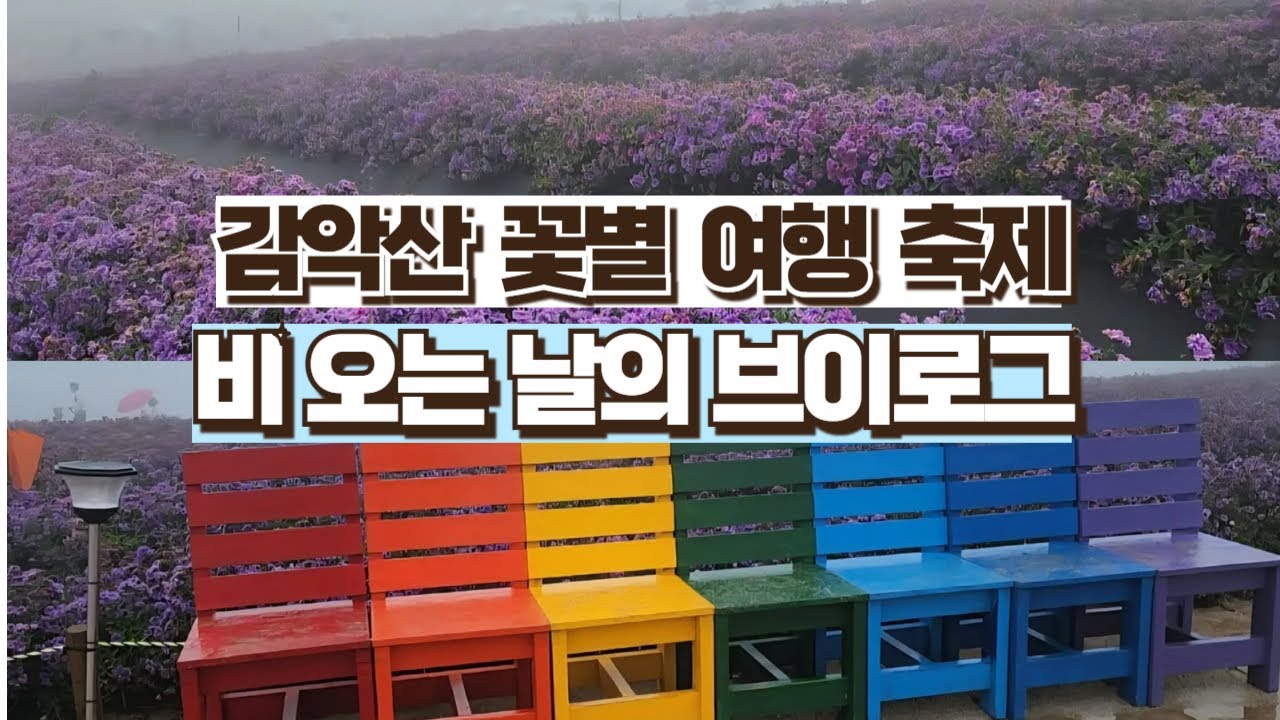 감악산 꽃별 여행축제, 비 오는 날 구절초와 아스타 국화 산책 브이로그