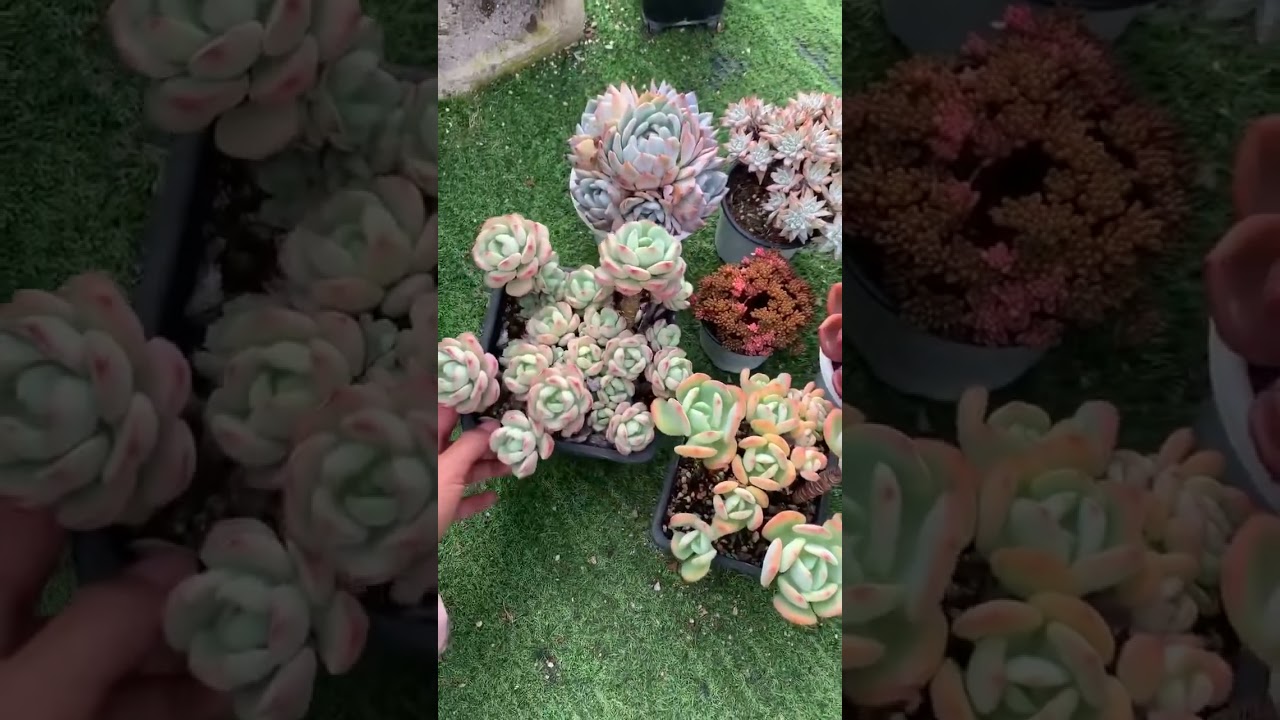 beautiful succulents #succulent #succulentobsession #gardendesign