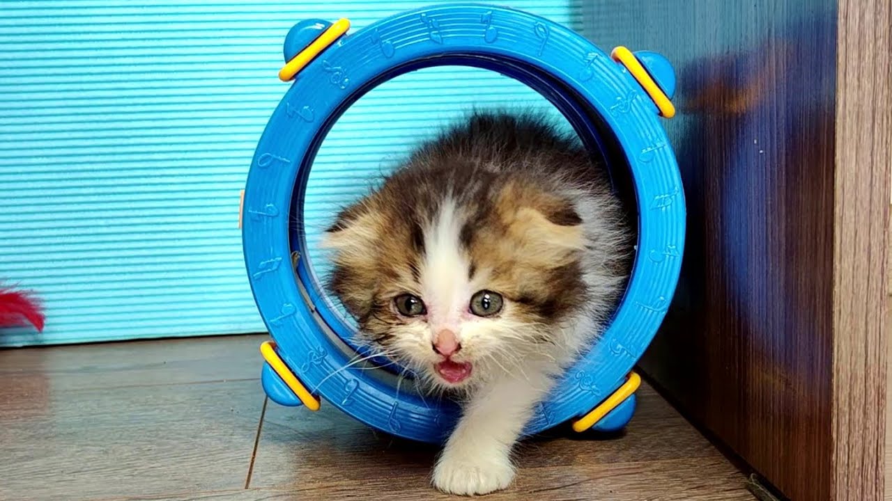 Веселая игра маленького котенка. #котята 4к