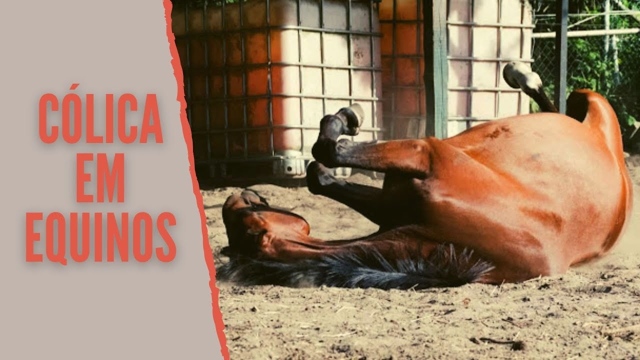 Cólica em cavalos