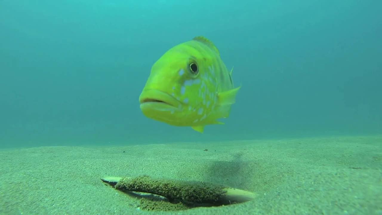 Tanganyika Diving 2014