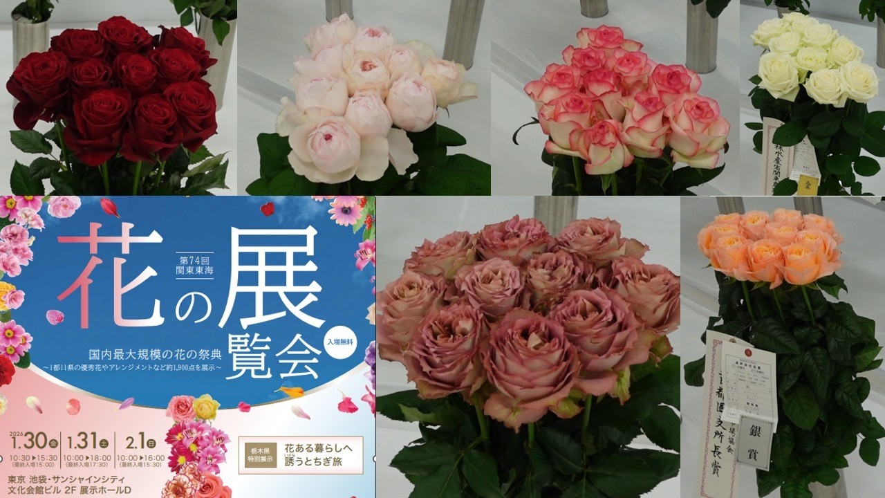 《花の品評会　バラ》関東東海地域の1都11県と花き関係5団体が主催する日本で最大規模の花の展覧会　『第74回関東東海花の展覧会』【Flower Vlog318】
