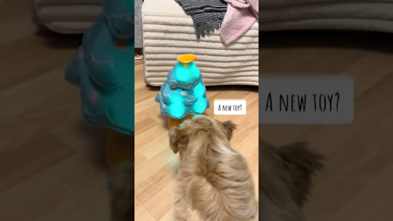 #shihtzureactions #dancingtree #cuteshihtzu #funnyshorts #doglife