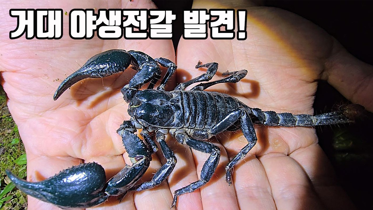 어두운 밤이되면 무시무시한것들이 마구 돌아다닙니다! 방심하는 순간 끝입니다ㄷㄷ