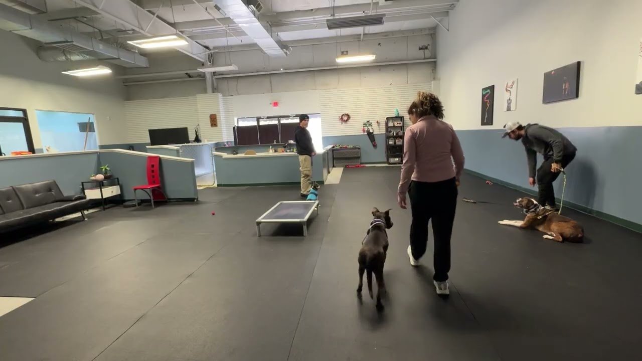Isla walk off leash 