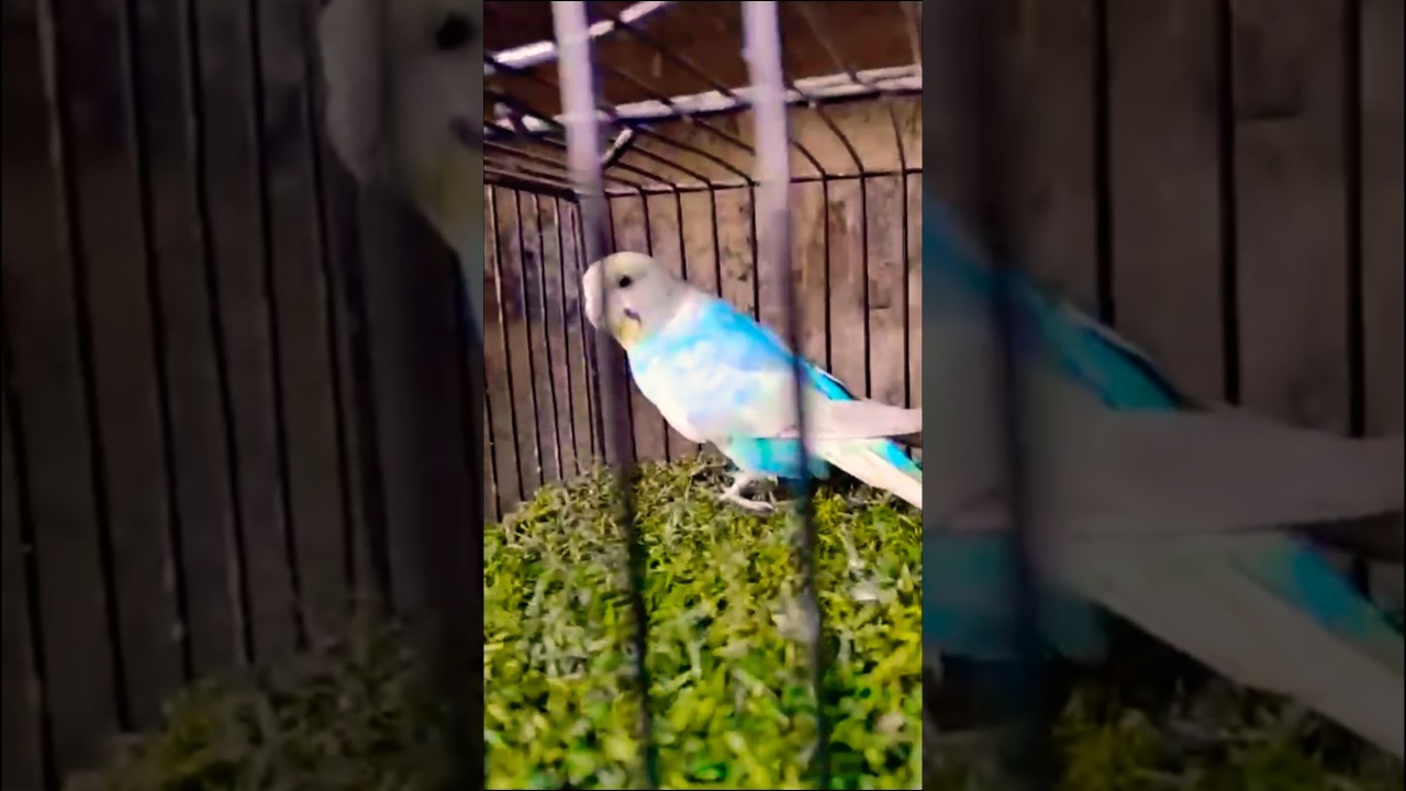 🐦 Top 5 Mistakes New Bird Owners Make | Budgies & Love Birds Care Guide ⚠️ 