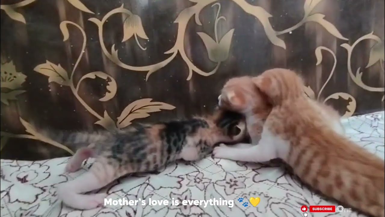 Mama Cat Protects Her Kittens 🥹🐾 | Too Cute to Miss!
