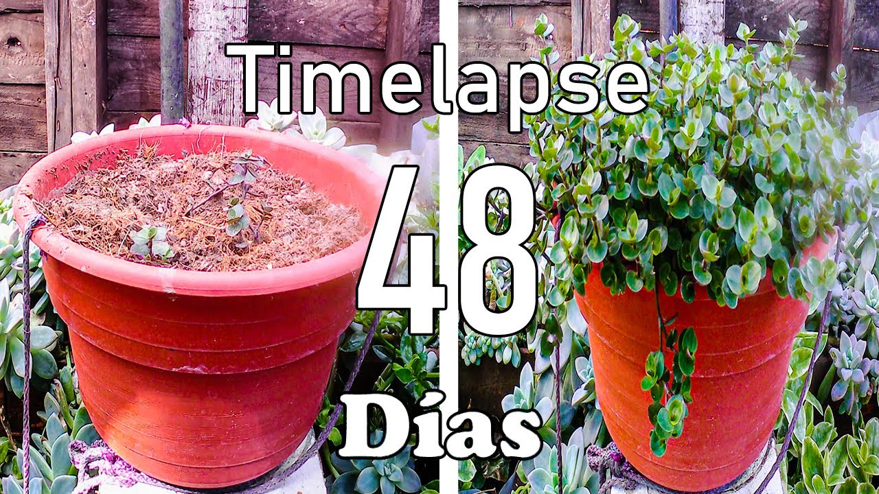 REPRODUCCIÓN y cuidados ESENCIALES del PANALITO (Callisia rapens) mas TIMELAPSE