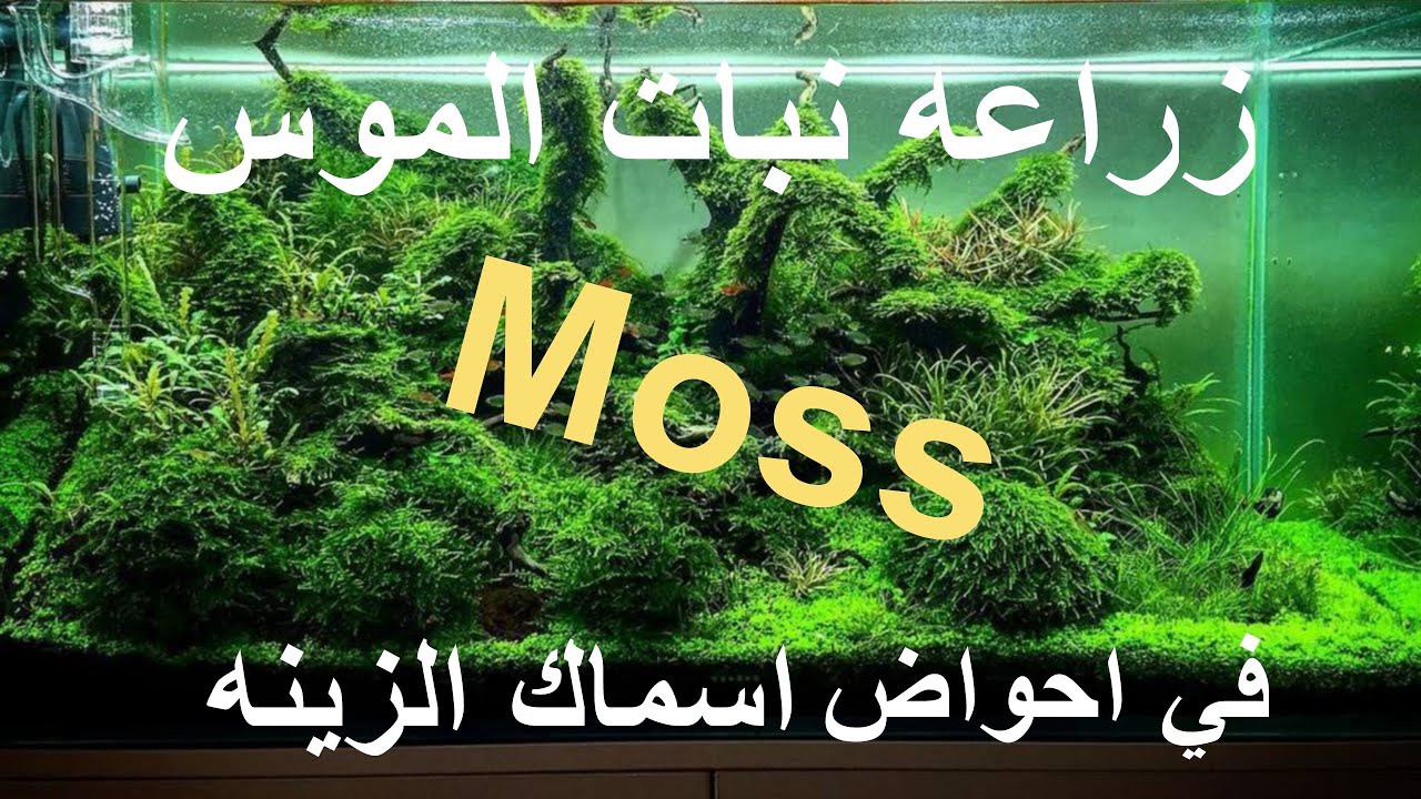 زراعه نبات الموس في احواض اسماك الزينه