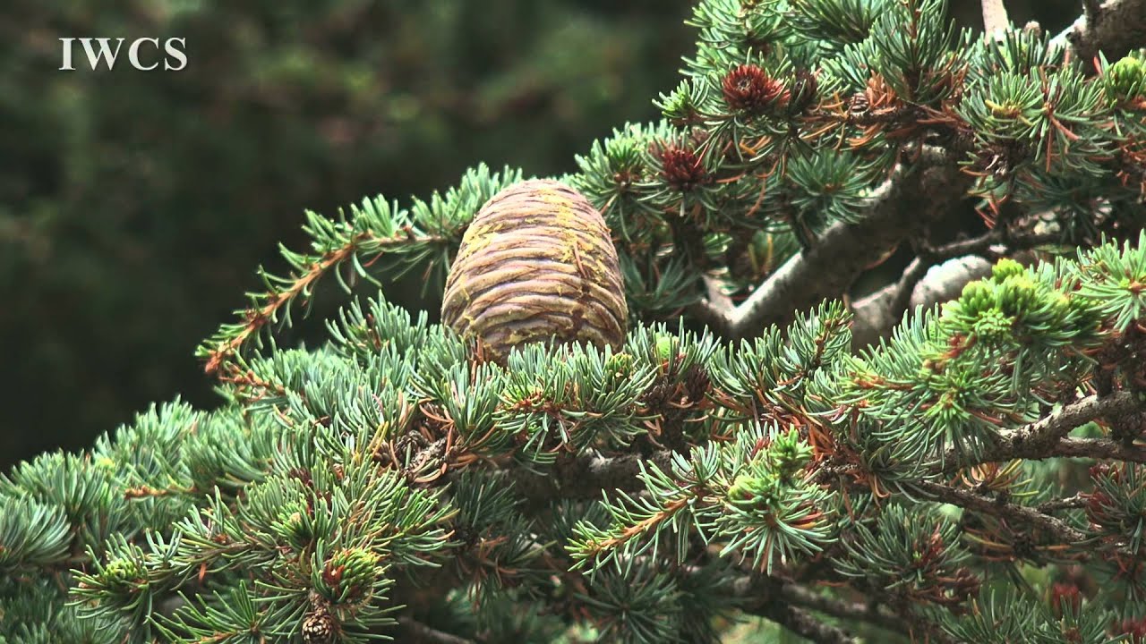 Cedars of Lebanon