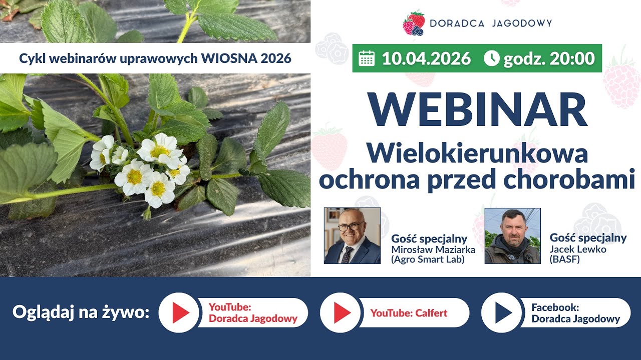 Kwiecień na plantacjach to prawdziwe chorobowe pole minowe. Webinar Uprawowy Doradcy Jagodowego