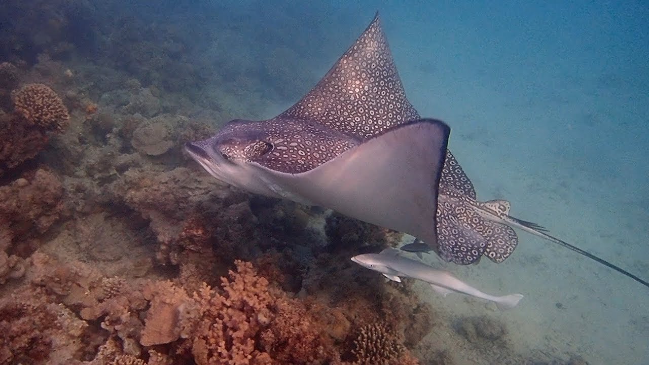 The Three Corners Rihana Inn and Resort. Snorkeling from the Jetty at Zeytouna Beach.