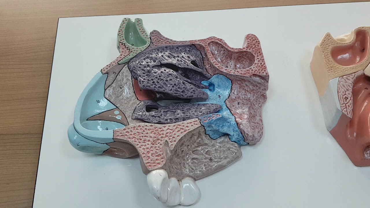 Cavitas nasi - Sinus paranasales (Burun boşluğu ve paranasal sinus anatomisi)