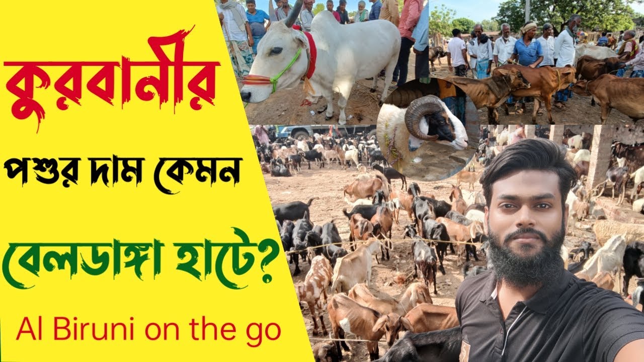 কুরবানীর হাটে গরু ছাগলের দাম কত? সরাসরি Beldanga hat থেকে। Al Biruni on the go | Kurbani Spcl Vlogs
