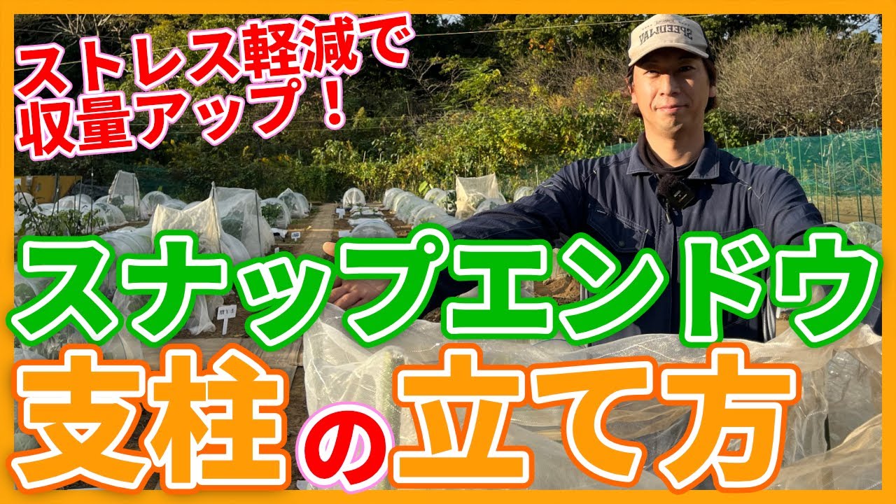 家庭菜園や農園のスナップエンドウ栽培は野菜のストレス軽減で収量アップ！支柱の立て方を徹底解説！/Tips for Cultivating Snap Peas from a Japanesefarmer