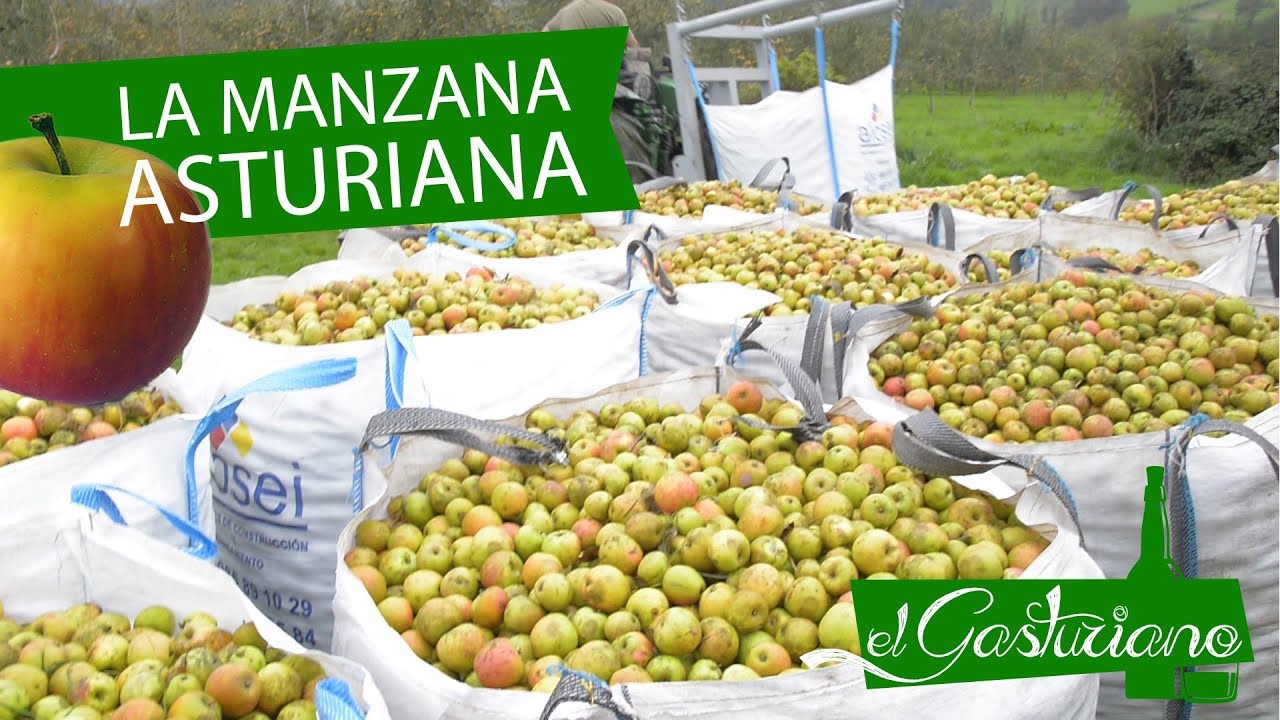 Faciendo Sidra Asturiana | 1ª parte: LA MANZANA | el Gasturiano