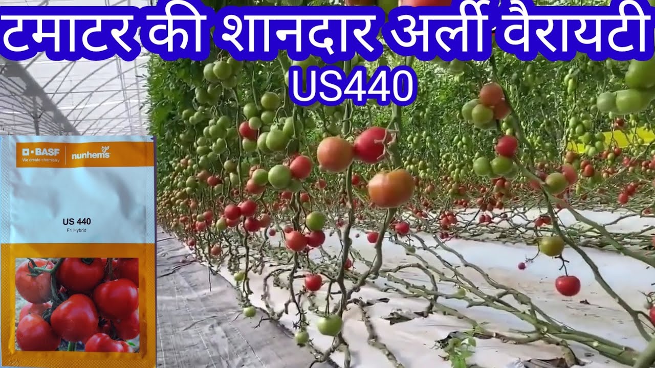 Tamatar ki kheti kaise karen। US440 बेहतरीन अर्ली वैरायटी टमाटर। tomato farming 2023 early variety